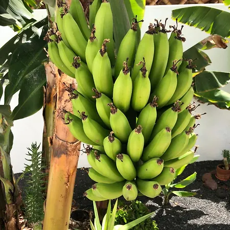 فيلة Danko بلايا بلانكا